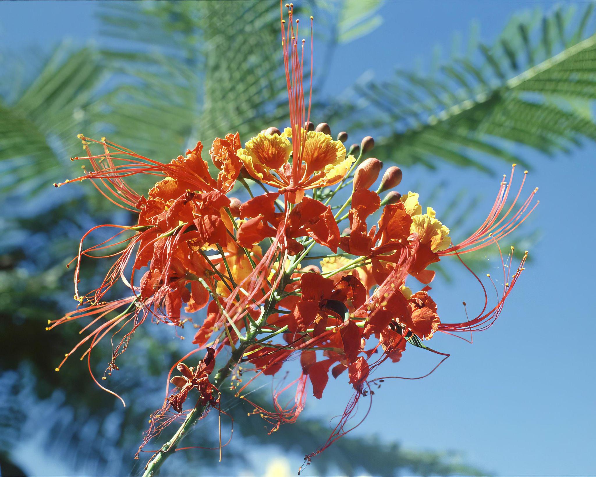 In Vietnamese culture, the Royal Poinciana represents the passionate energy